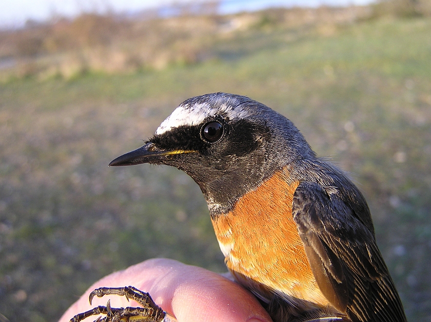 Common Redstart, Sundre 20070505